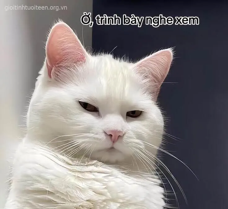Meme chế mèo bực thể hiện thần thái chán chường siêu thật