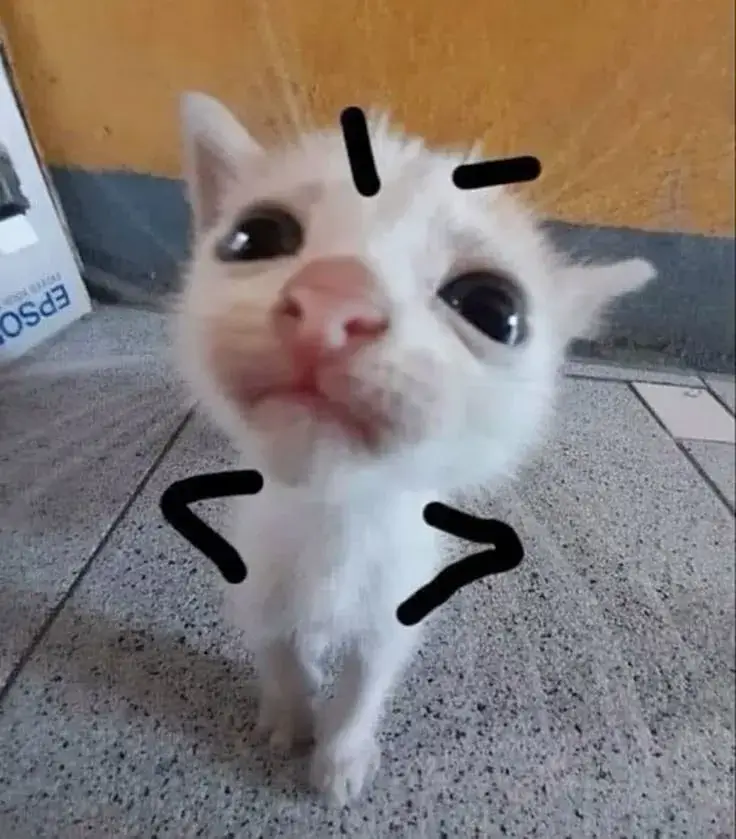 Meme hài mèo bực được cộng đồng thú cưng chia sẻ rần rần