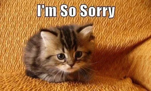 Ảnh vui chú mèo tai cụp tỏ vẻ ân hận.