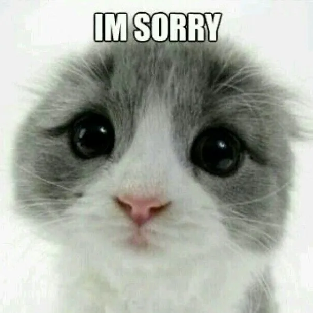 Hình troll mèo biểu cảm chân thành dễ mến.