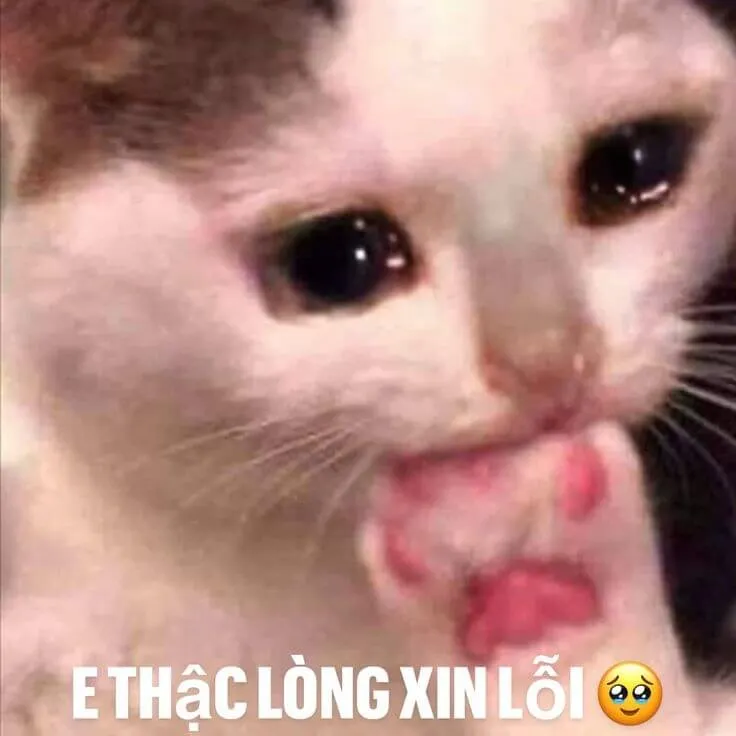 Ảnh chế mèo miệng mếu thể hiện hối hận.