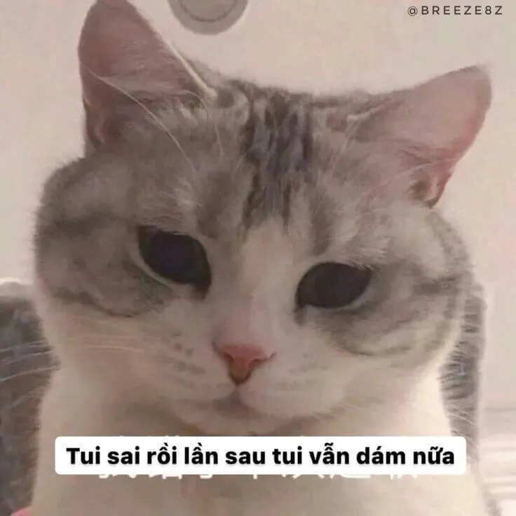 Meme hài caption “xin lỗi màaaa” gây bão.