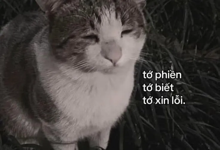 Meme chế “em sai rồi” nhìn cưng không chịu nổi.