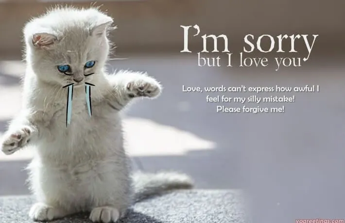 Ảnh meme mèo xin tha lỗi lan nhanh Facebook.