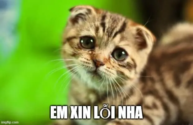 Meme hài ánh mắt mèo chân thành quá mức.