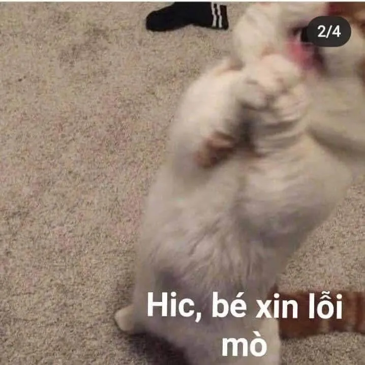 Mèo xin lỗi nhìn đáng thương mà vẫn buồn cười