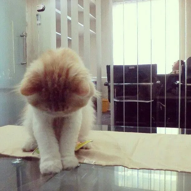 35+ Meme Mèo Xin Lỗi chân thành biểu cảm hối lỗi nhìn vào là dễ dàng tha thứ