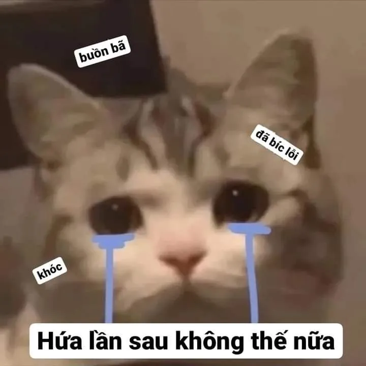 Hối lỗi phiên bản đáng yêu: meme mèo gây bão TikTok