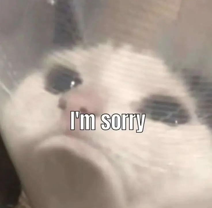Mèo cúi đầu, mắt rưng rưng: meme xin lỗi khiến ai cũng mủi lòng
