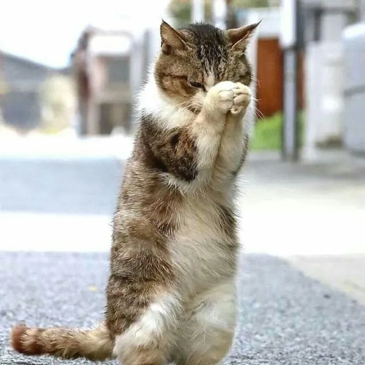 Ảnh chế mèo cúi đầu nhận lỗi đáng yêu.