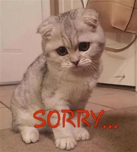 Mèo biết lỗi rồi mà: meme gây bão với vibe tội nghiệp siêu cưng