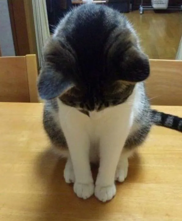 Cười xỉu với loạt ảnh mèo xin lỗi kiểu “tha cho em đi”