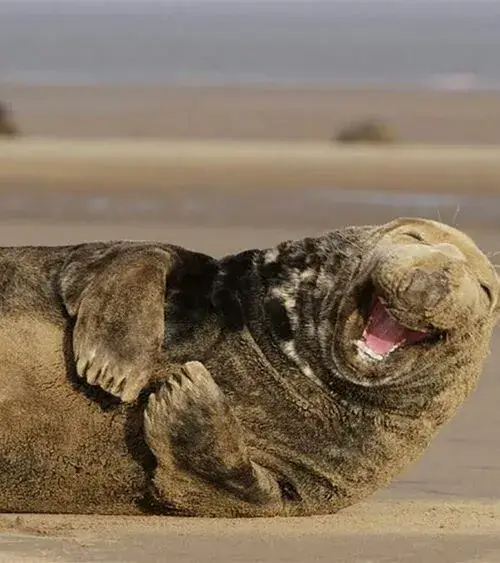 Câu chuyện sau những khoảnh khắc nằm cười của dân GenZ