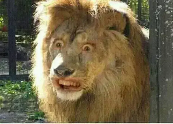 Biểu cảm Sư tử bất ngờ há hốc mồm cực buồn