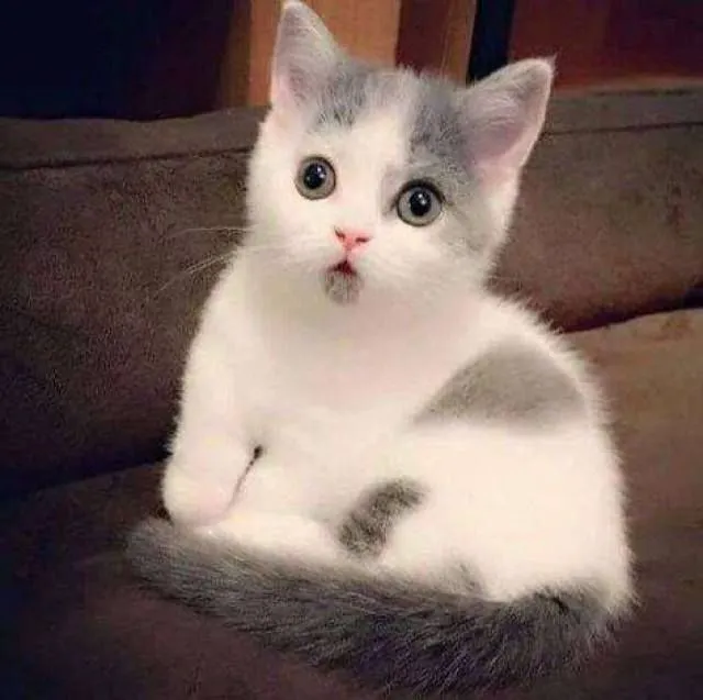 Meme mèo con ngạc nhiên ánh mắt sáng rực cực nhây