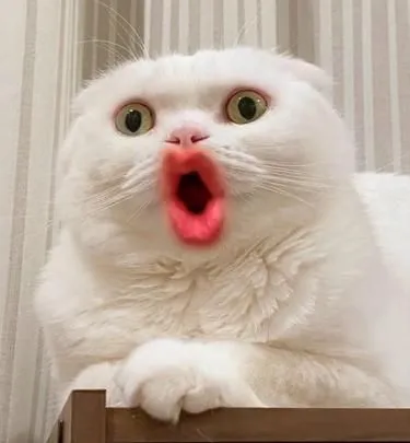 Meme ngạc nhiên dáng người sững lại cực troll