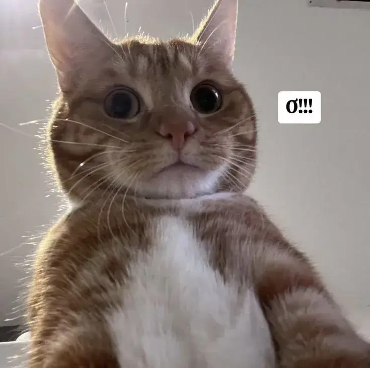 Ảnh troll choáng váng lan truyền mạnh trên TikTok