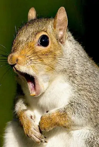 Meme chế ngạc nhiên gắn với biểu cảm khuôn mặt