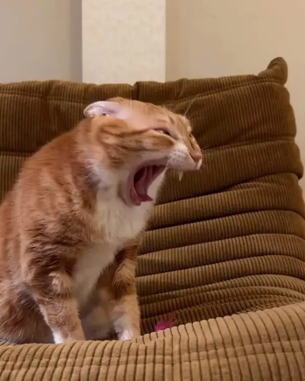 Meme vui mèo mướp ngủ trong chăn hồng cực chill