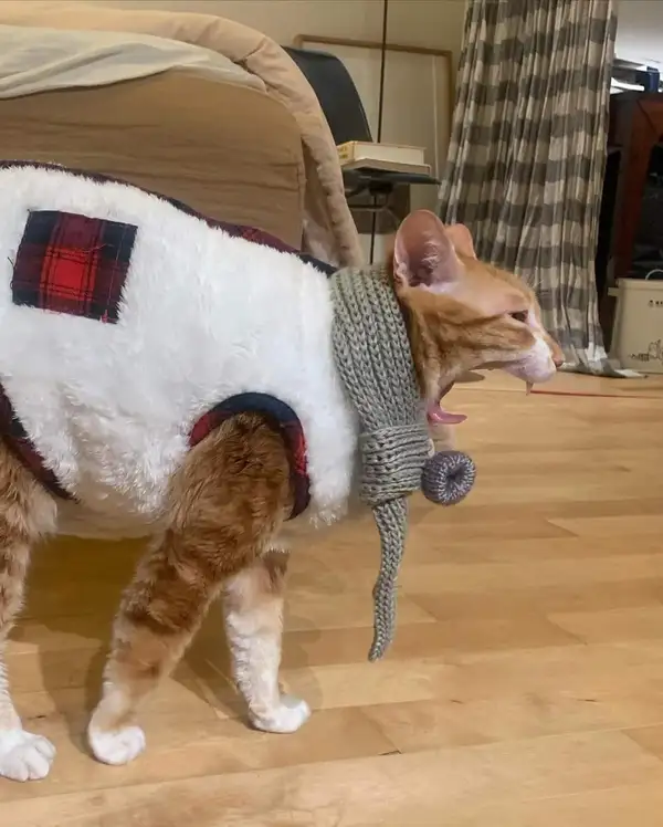 Meme hài mèo lim dim nhìn camera như “xin tha”