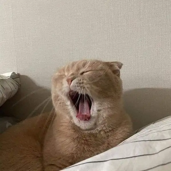 Meme chế mèo ngủ ngồi, dáng khó hiểu mà đáng yêu