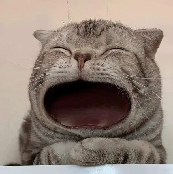 Ảnh chế mèo cuộn tròn trong khăn như bánh cuộn mệt