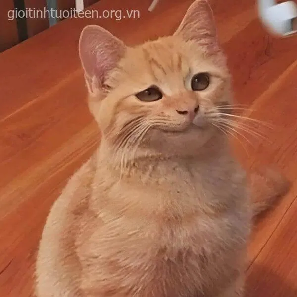 Nụ cười mèo con nham hiểm, trông vừa ác vừa lạ.