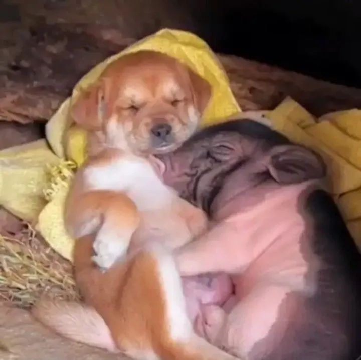 Meme chế ôm thương nhớ dành cho người ở xa