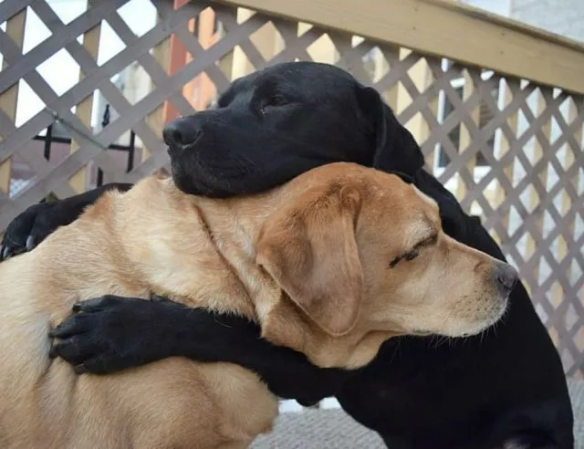 Hình troll ôm vỗ về như một lời xin lỗi