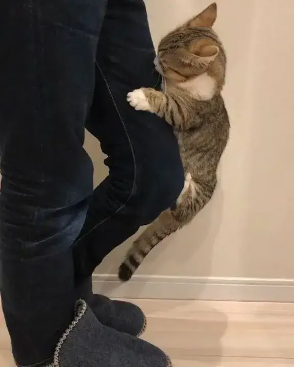 Từ xin lỗi đến cầu cứu – khi meme mèo ôm chân lên tiếng