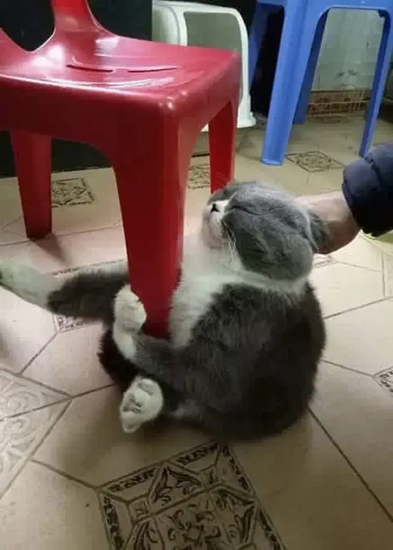 Meme troll ôm chân thể hiện sự năn nỉ đáng yêu.