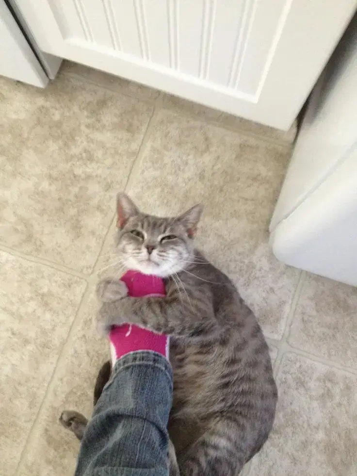 Hình meme hài ôm chân sếp khi xin deadline gấp.