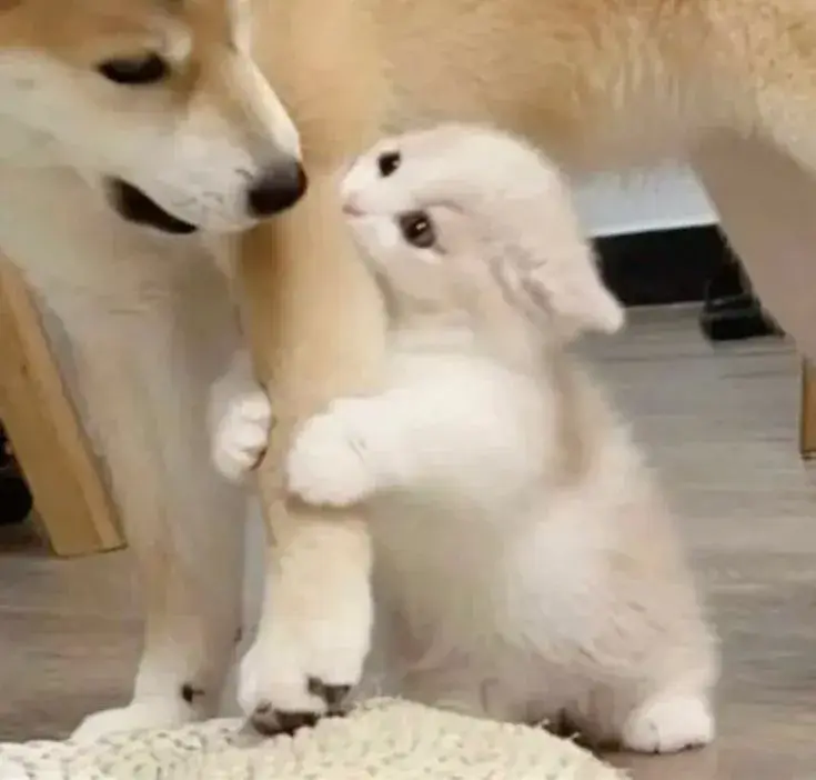 Hình meme vui về người năn nỉ ôm chân khiến ai cũng bật cười.