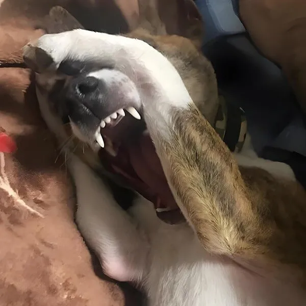 Ảnh vui chú chó Shiba hoang mang giữa cơn drama