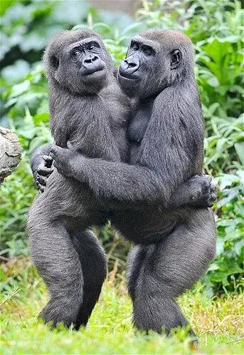 Ảnh vui vỗ về người thương bằng cái ôm lặng