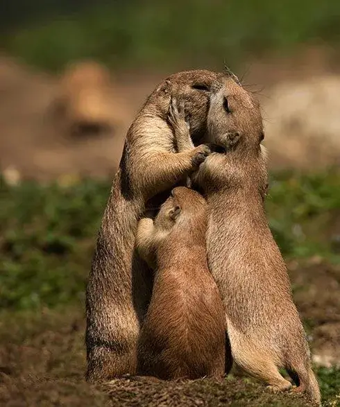 Hình chế meme vui thể hiện hơi ấm sẻ chia