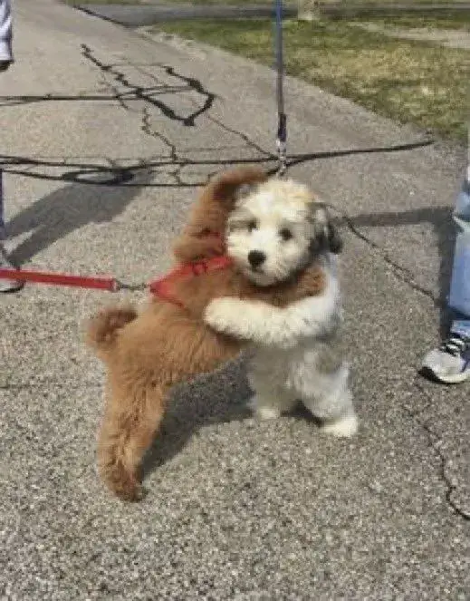 Bộ meme chó ôm nhau: nơi cảm xúc vỡ òa trong sự gần gũi