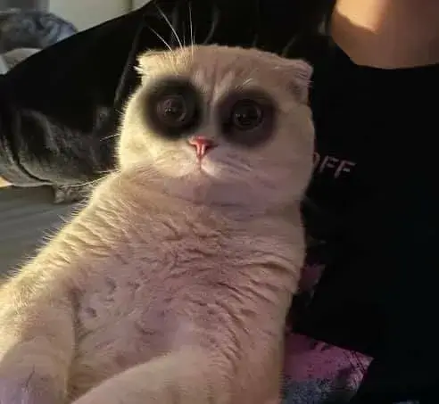 Meme mèo mệt mỏi lan TikTok, ai cũng bảo “chuẩn mood tao sáng nay”