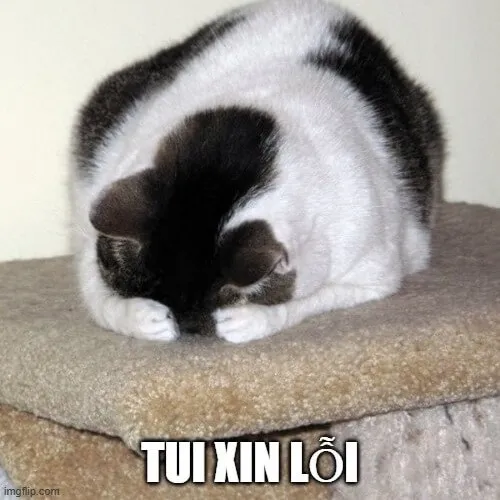 Khi mèo cúi đầu nhận lỗi và dân mạng tha thứ trong một giây