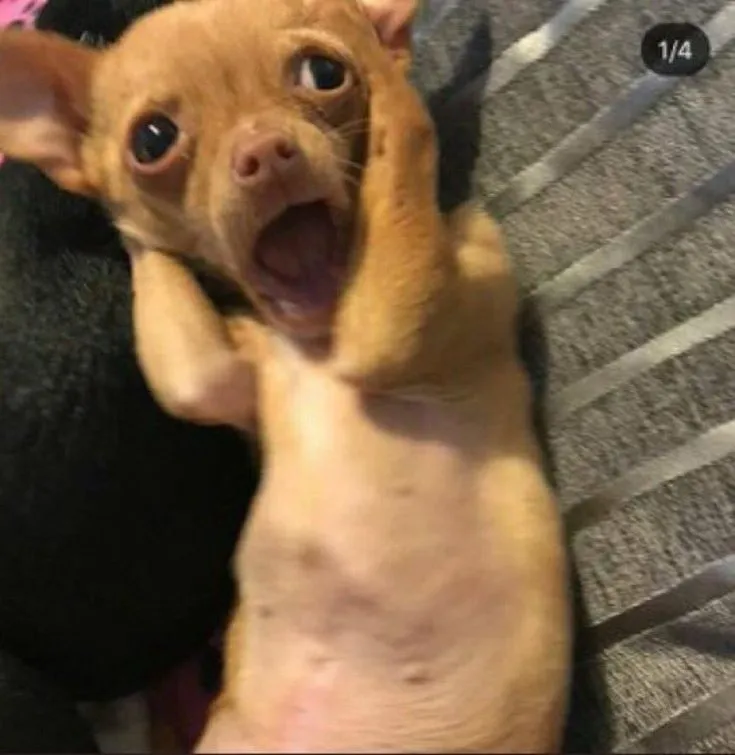 Meme troll chú chó biểu cảm sợ hãi tột độ