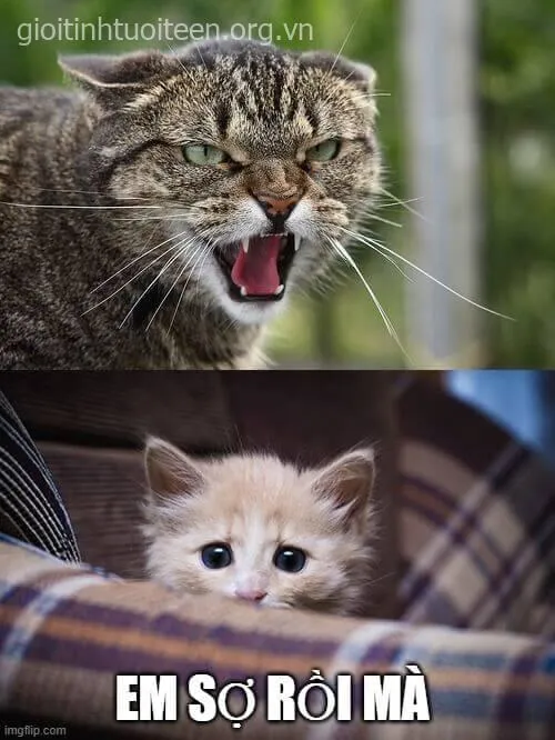 Meme hài thót tim khi nhận tin “gặp phụ huynh” từ cô giáo