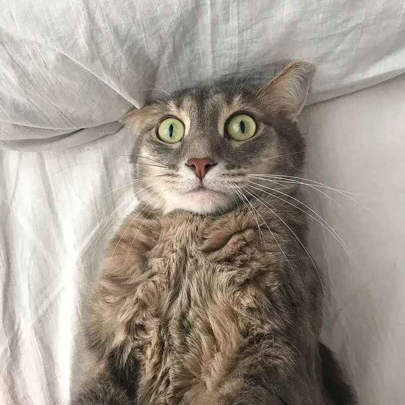 Ảnh chế sợ vô cớ tái hiện biểu cảm ngây ngô mà thật