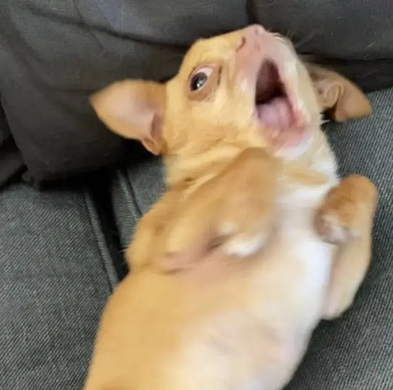 Meme chó con hoảng hốt cao độ