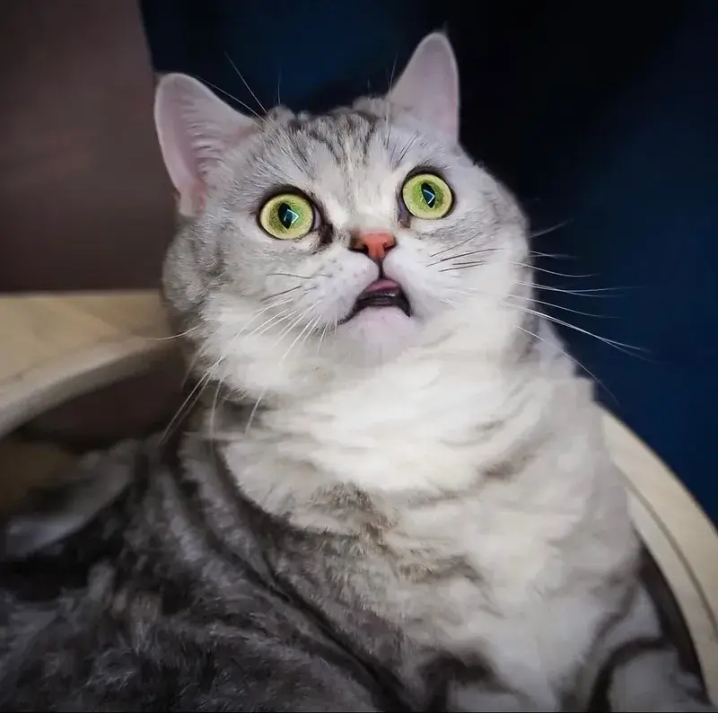 100 Meme Sợ Hãi, Hoảng Hốt khi gặp những khoảnh khắc khủng khiếp kinh hãi