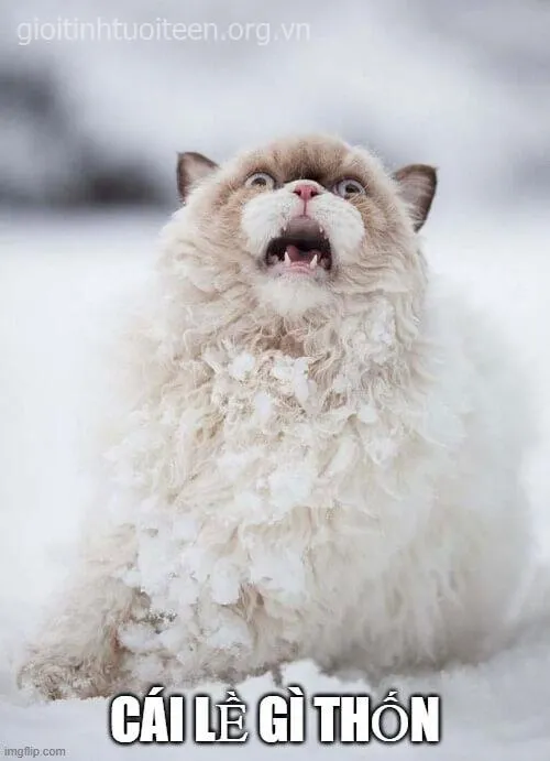 Ảnh troll hoảng sợ vì con mèo nhìn chằm chằm quá lâu