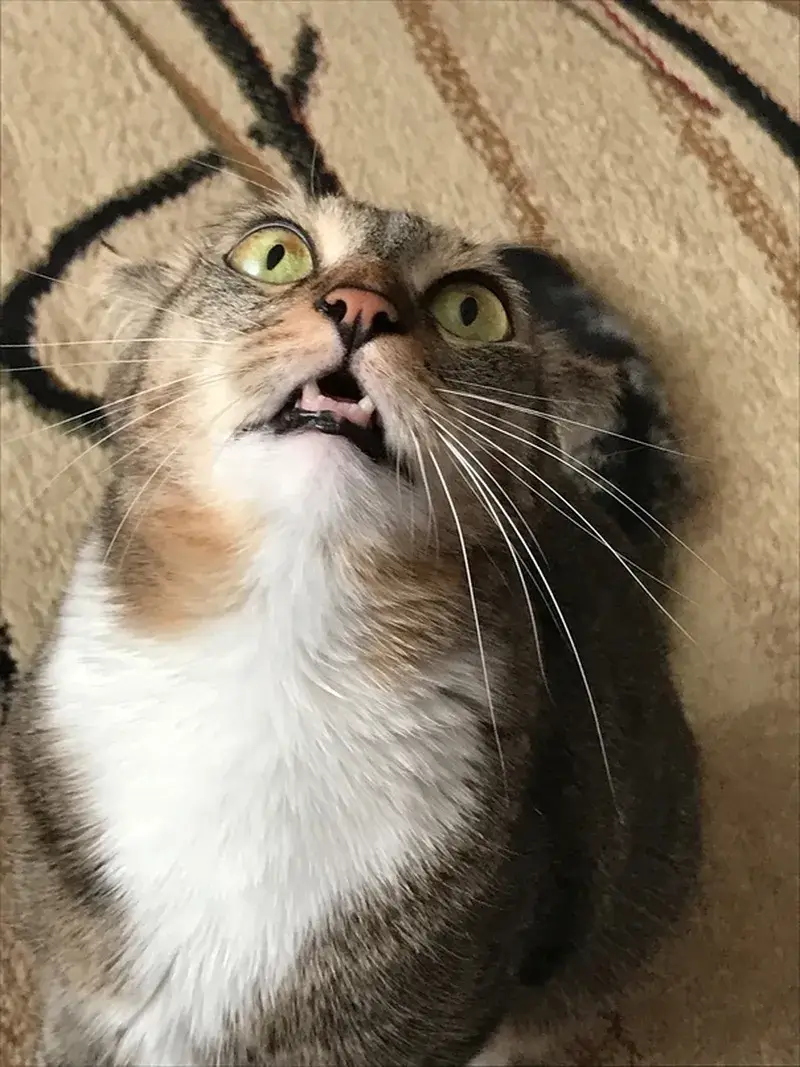 Biểu cảm mèo hoảng hốt buồn cười với đôi mắt trợn tròn