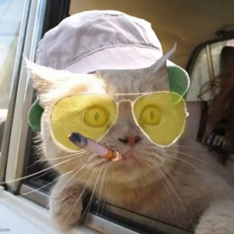 Ảnh hài run sợ cho thấy sự căng thẳng cực độ