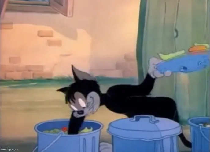 Mèo Butch troll đáng yêu, mắt long lanh.