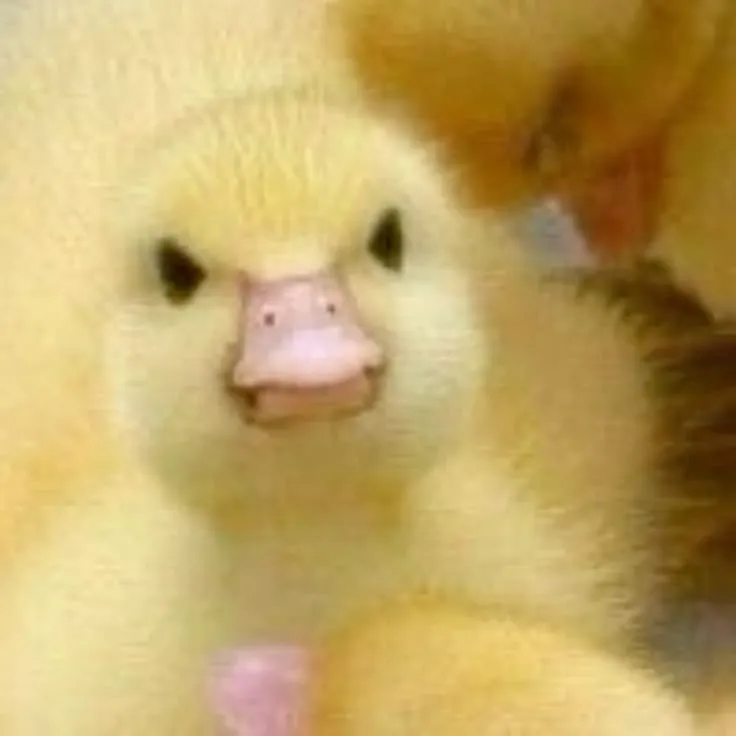 Hình chế tức chẳng nói nên lời khiến dân mạng đồng cảm.