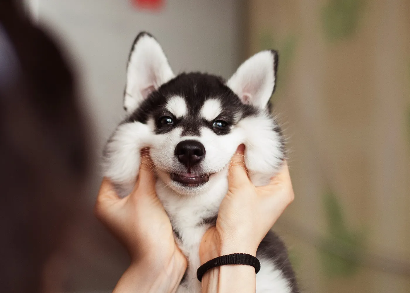 100 Meme chó Husky ngáo lầy lội, dễ thương và siêu hài hước khó đỡ